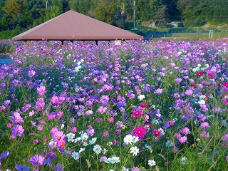 西郷川花園 福津市 福岡県ナビドットコム